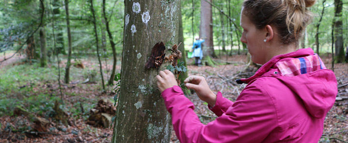 Zertifikat Basis Wald